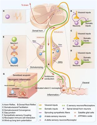 Advancing the Understanding of Acupoint Sensitization and Plasticity Through Cutaneous C-Nociceptors